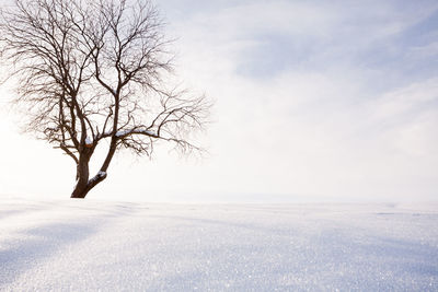 Bare tree on snow covered landscape against sky