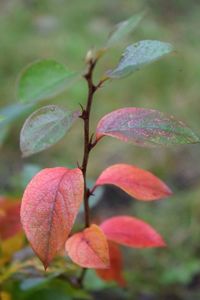 Close-up of plant