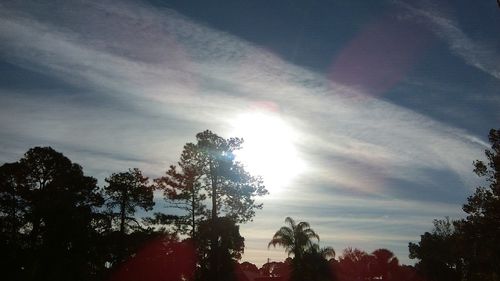 Low angle view of trees against sky