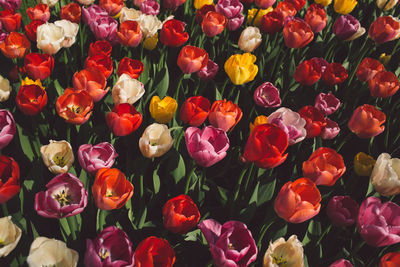 High angle view of multi colored tulips