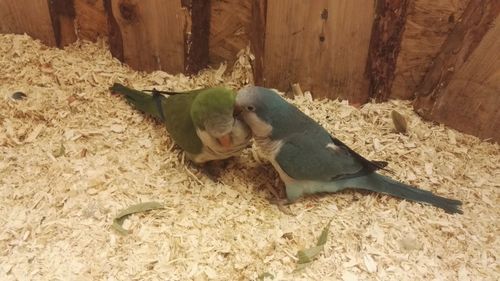 High angle view of bird on floor