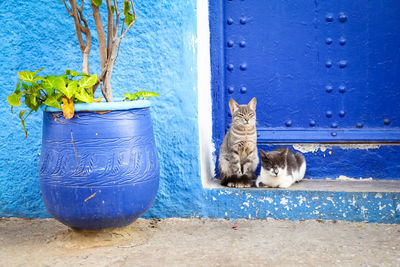 Kittens sitting against door