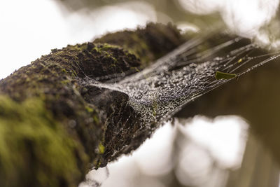 Close-up of spider web on tree trunk