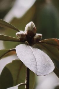 Close-up of white flowering plant