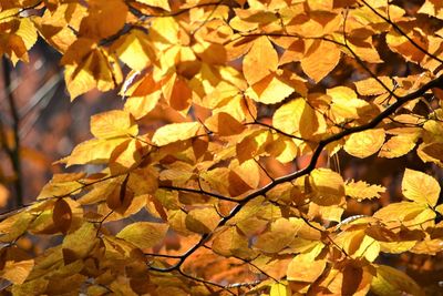 Full frame shot of autumnal leaves