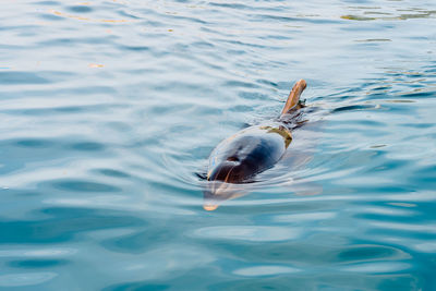 High angle view of dolphin swimming in sea