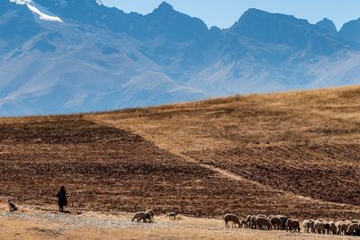 Flock of sheep grazing on field