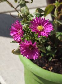 Close-up of pink flowering plant