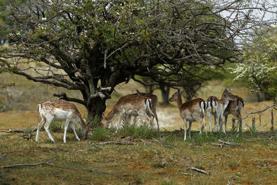 Deer on field by trees
