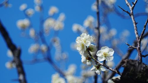 Low angle view of white flowers blooming on tree