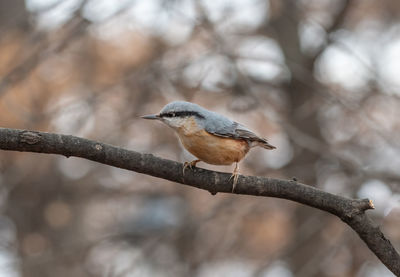 Close-up of bird perching on branch