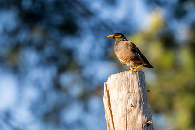 Close-up of bird perching on wood