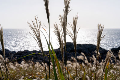 grass