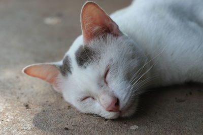 Close-up of cat sleeping