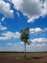 Trees on field against cloudy sky