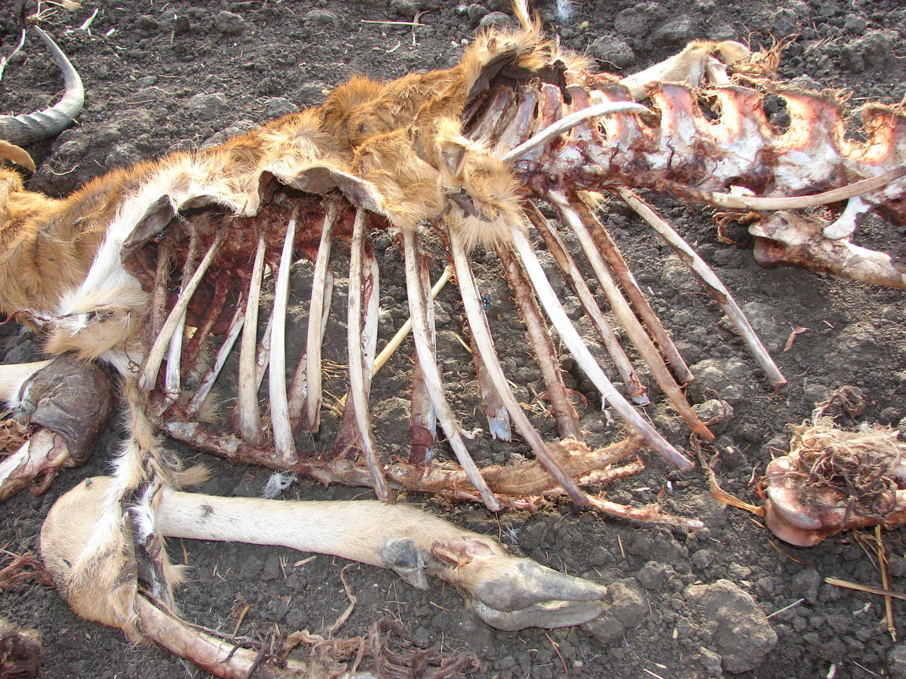 HIGH ANGLE VIEW OF DEAD FISH ON LAND