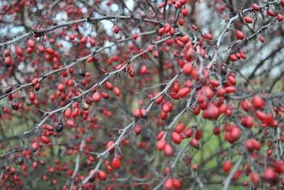 Close-up of rose hips growing on tree during winter