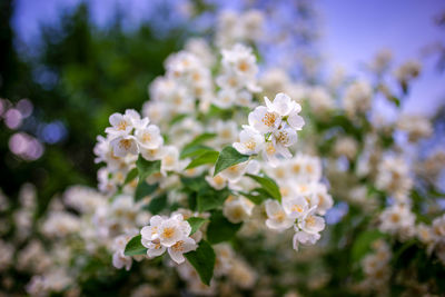 Close-up of white cherry blossom