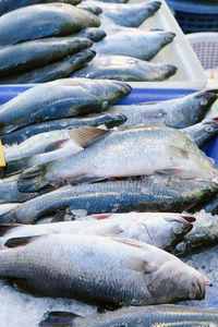 Seafood, fresh barramundi fish in local market,thailand