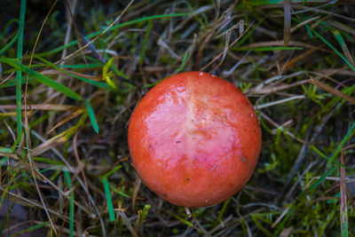 High angle view of apple on field