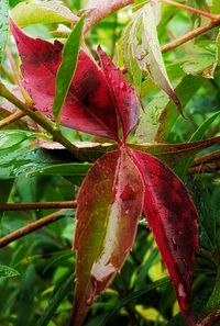 Close-up of red leaves