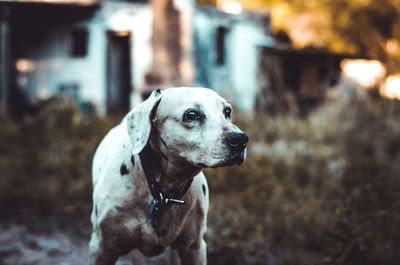 Close-up of dog looking away