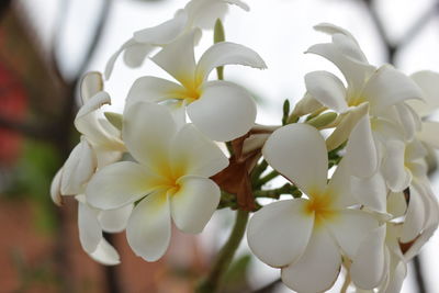 Close-up of white flowering plant