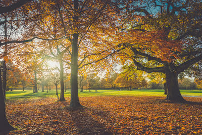 Trees in park during autumn