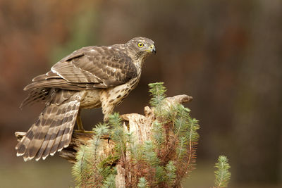 Close-up of owl perching on tree