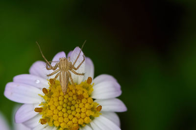 Close-up of insect pollinating on flower