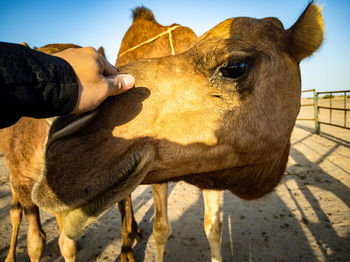 Close-up of hand on camel