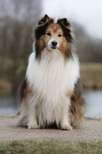 Close-up of a dog looking at camera