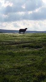 Horse on field against sky