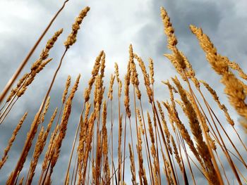 Low angle view of stalks against sky