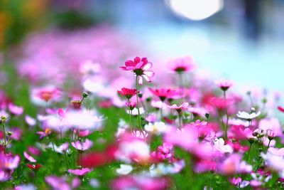 Close-up of pink cosmos flowers blooming outdoors