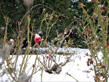 Close-up of fresh flowers blooming in winter