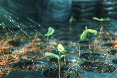 Close-up of plants growing on land