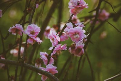 Close-up of pink flowers blooming outdoors