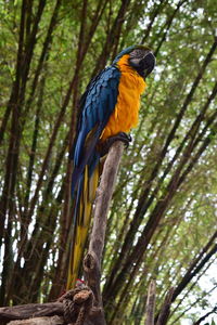 Low angle view of bird perching on tree