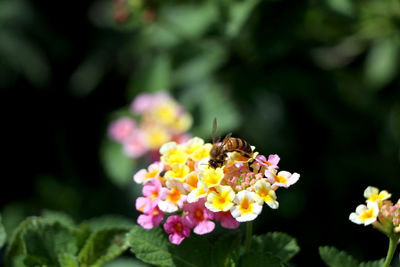 Close-up of honey bee on pink flower