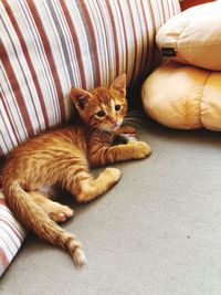 High angle view of cat resting on bed