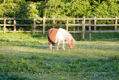 Horse grazing on field