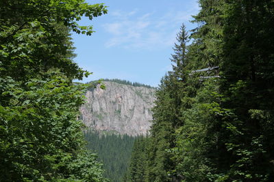 Scenic view of forest against sky