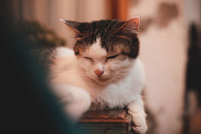 Close-up portrait of a cat