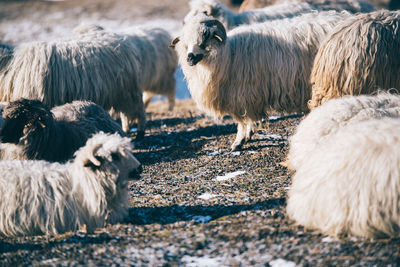 Sheep standing on ground