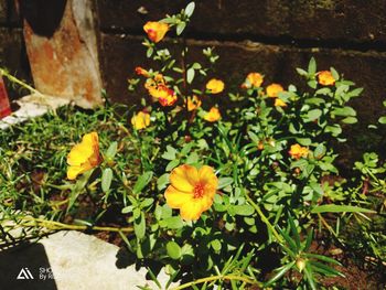 Close-up of yellow flowering plants