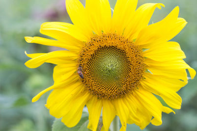 Close-up of sunflower