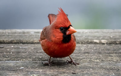 Bird on deck