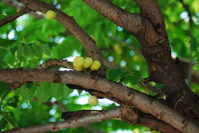 Low angle view of fruits on tree