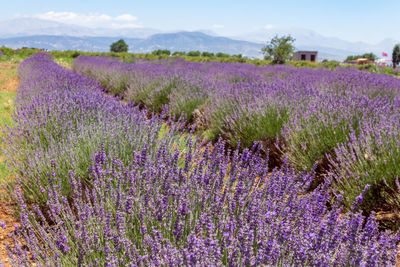 Purple flowering plants on field